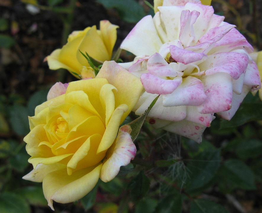 Kos Yellow Rose 3